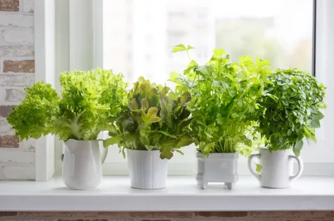 kitchen green plants