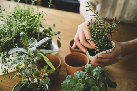 woman planting plants