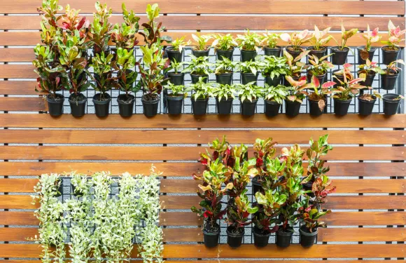 best plants for vertical gardening