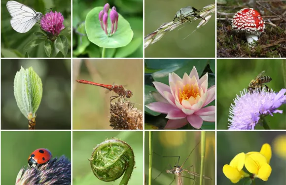 vertical gardening promotes biodiversity