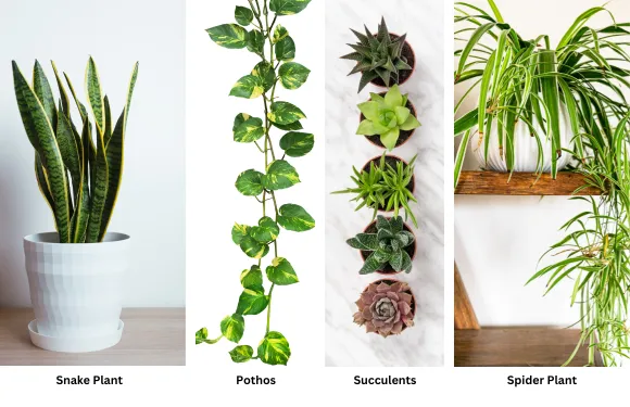 snake plant, pothos, succulents, and spider plant as the best vertical gardening plants