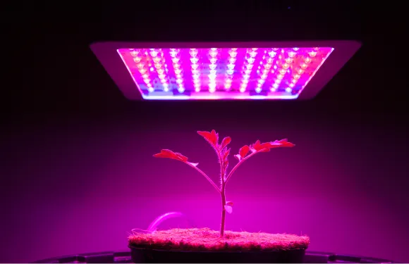 grow lights above plant in a dark room