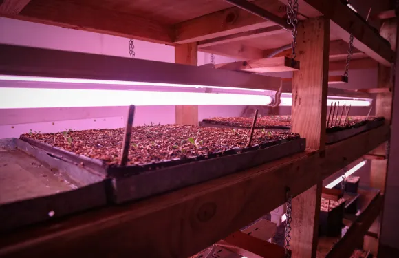 grow lights and plants on a shelf