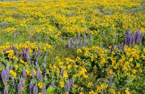 native plants in field