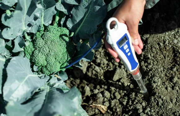 someone measuring temperature with soil thermometer