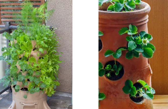 stacked planters with herbs and strawberries