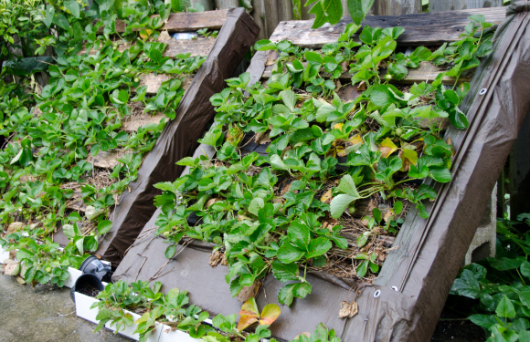 strawberry planted in vertical pallet