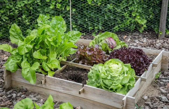 upcycled wooden box vertical garden