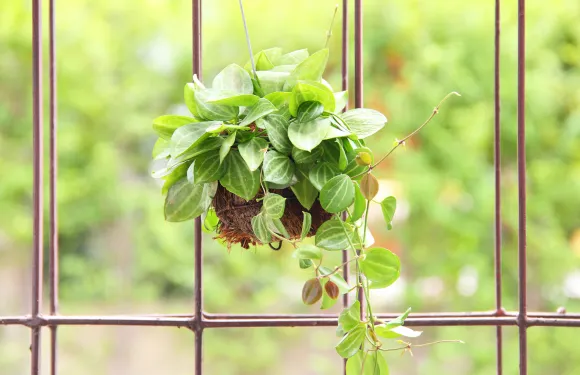 plant on a wire mesh