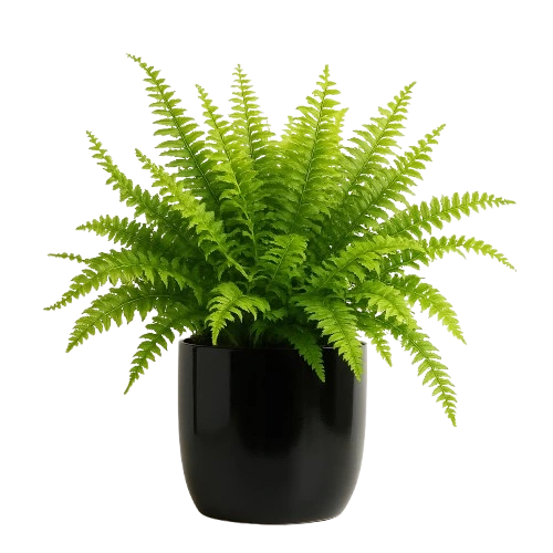 boston plant in a vase