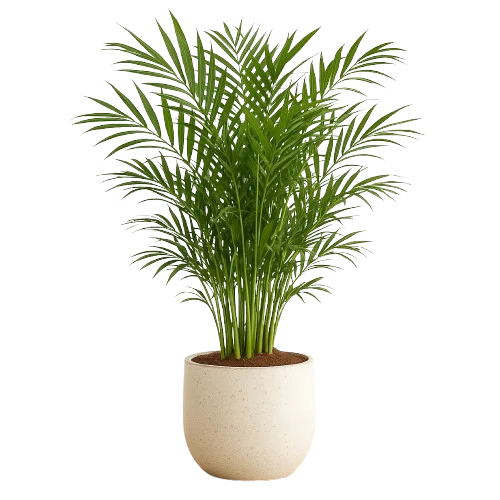 cat palm in a vase