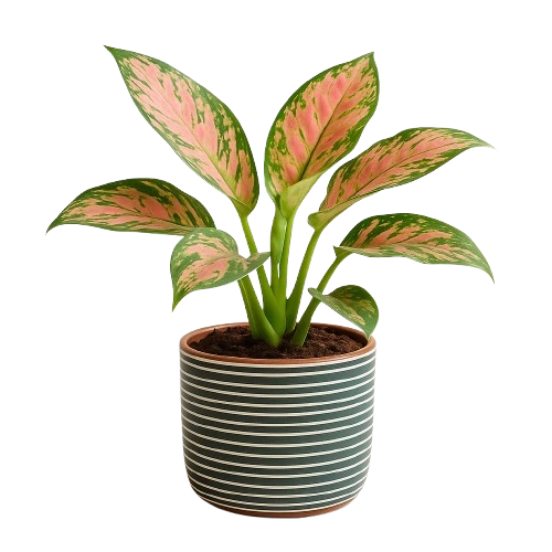 chinese evergreen in a vase