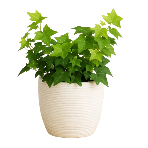 english ivy in a vase