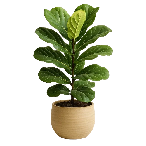 fiddle leaf fig in a vase