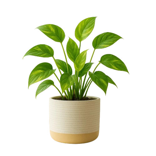 golden pothos in vase