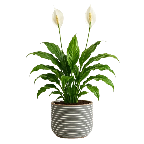 peace lily in a vase