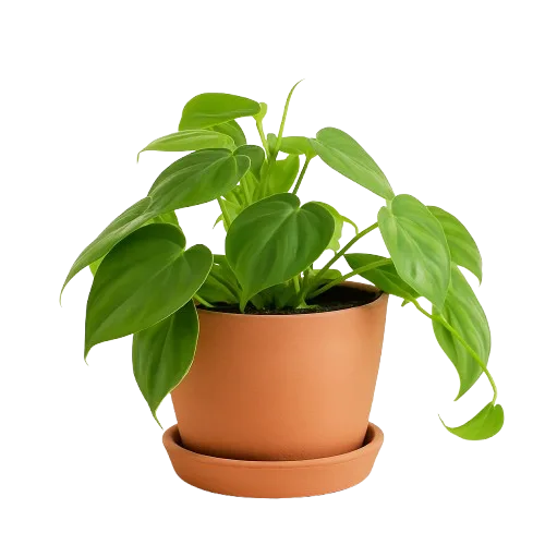philodendron in a vase