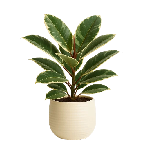 rubber plant ficus tineke in a vase