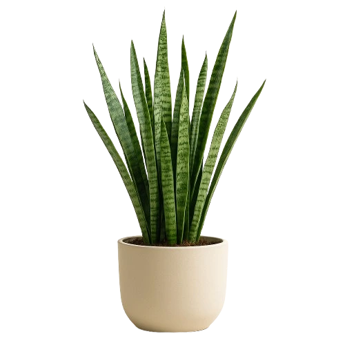 snake plant in a vase