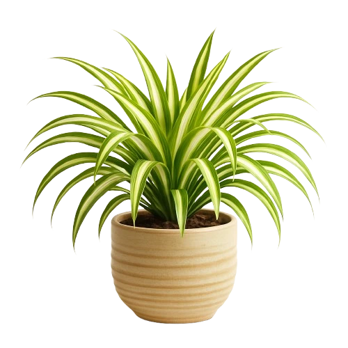 spider plant in vase