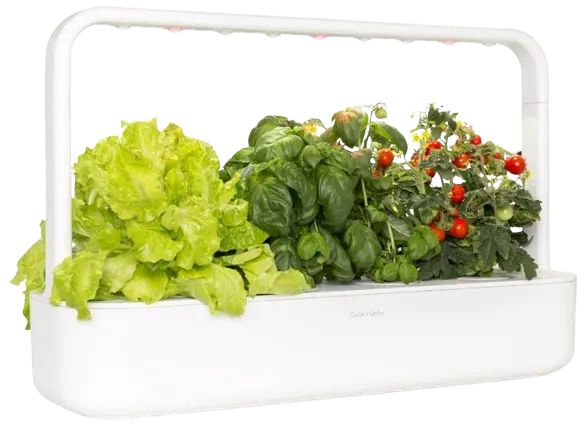 Click & Grow hydroponics
